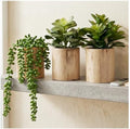 Artificial Succulents Plastic Artificial Green Plant for Office, Home Decor (Set of 3 Succlents in Wooden pots) by Unknown