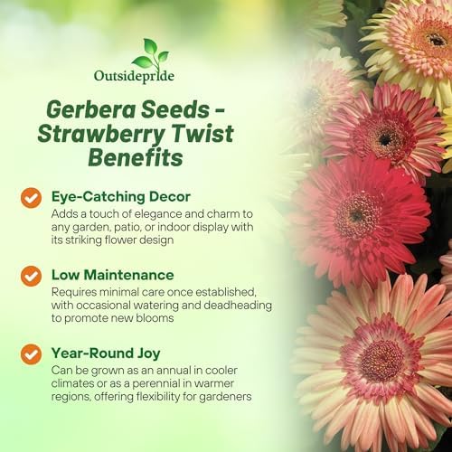 Outsidepride Strawberry Twist Mix Gerbera Seeds - 10 Pcs Perennial, Compact & Low Maintenance, Flower Seeds for Planting w/Semi-Double Blooms, Ideal for Garden Landscaping & Cut Flower Arrangements - Image 3