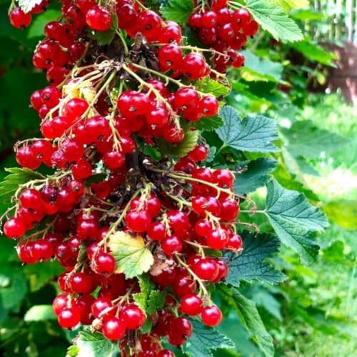 Red Currant Berry Bush Live Plant, Bare Root Berry Plant, 10-12 Inch Tall - Image 6