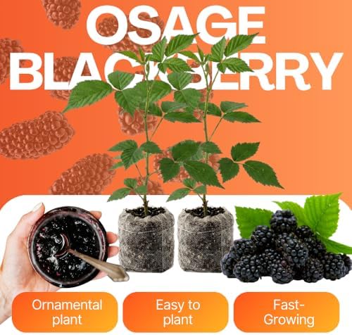 2 Thornless BlackBerry Live Plants, Berry Fruit Bush, 4-8 Inch Tall - Image 4