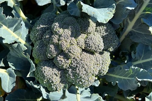 Marathon F1 Broccoli Seeds for Planting: 75 Count - Image 3