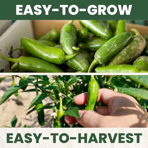 Jalapeno Pepper – 125 Premium Seeds for Planting – Spicy, Productive, Garden-Favorite Heirloom for the 2026 Season – 1 Gram Pouch - Image 5