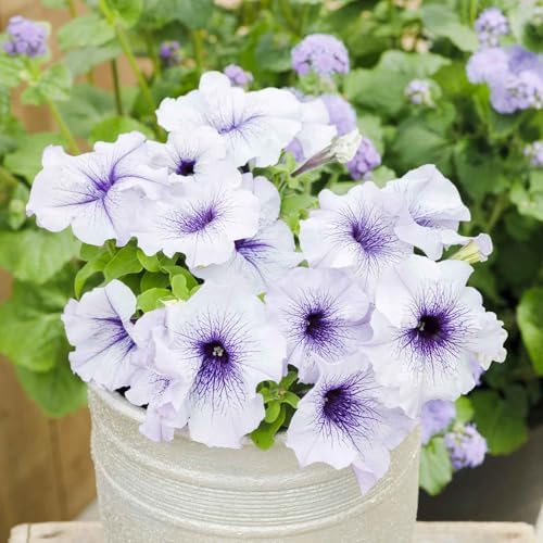 Eden Brothers Petunia Seeds - Silver Blue - Image 2