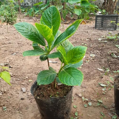 Random Vibrant Hydrangea Flower Live Plant, Garden Bush, 5-9 Inch Tall - Image 2