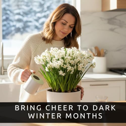 50 Paperwhite Flower Bulbs for Indoor Growing – Fragrant White Narcissus Bulbs for Forcing Indoors – Easy Winter Blooms for Pots, Bowls & Holiday Displays, 50 Bulbs - Image 3