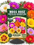 24500 Mix Moss Rose Heirloom Flower Seeds, Bulk Pack, Portulaca Grandiflora by Unknown