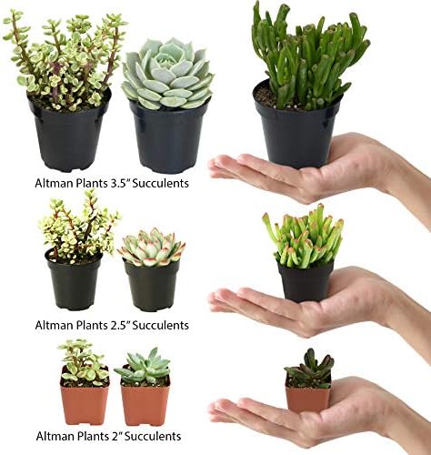 Altman Plants, Assorted Succulents Plants Live Houseplants (12PK), Succulent Plants Home Office Plants Live Indoor Plants, Live Plants Indoor House Plants, Easy Care Plants, Desk Plants Kitchen Plants - Image 2