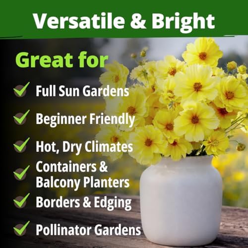 HOME GROWN Cosmos Seeds, Dwarf Lemon, 300 Seeds, Cosmos sulphureus - Image 6
