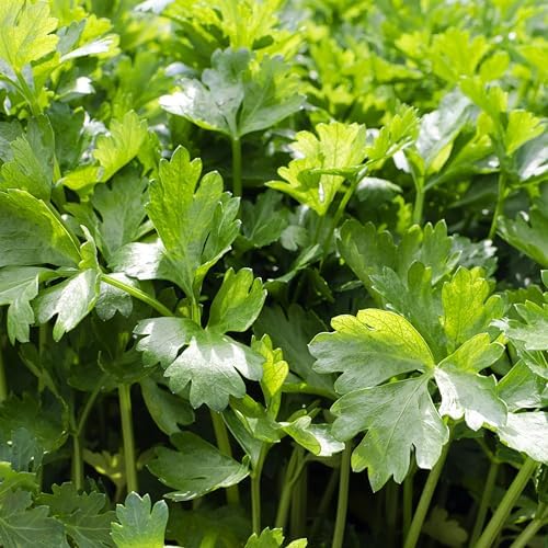 Culinary Herb Seeds Variety Pack – Genovese Basil, Italian Flat Leaf Parsley, Cilantro, Dill – Non-GMO, Heirloom, USA-Grown Herb Garden Seeds for Indoor or Outdoor Growing – Kitchen Essentials for Cooking - Image 6