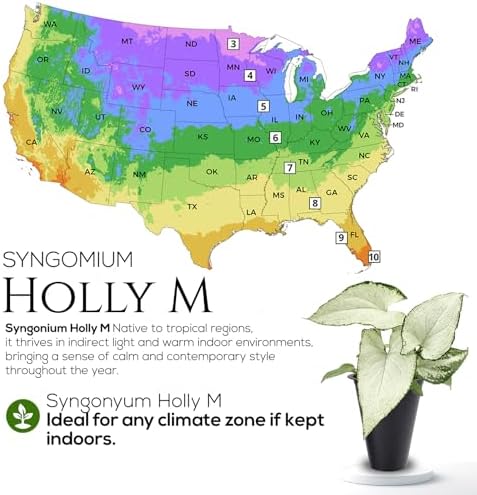 Syngonium Holly M (4 Pack) Live Starter Plants, Variegated Arrowhead Vine Houseplants, Easy Care Indoor Tropical Plants Live, Decorative Foliage Plants - Image 7