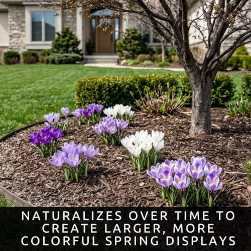 20 Blue Moon Crocus Bulbs | Purple and White Spring Flowers for Gardens - Image 7