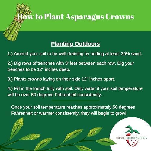 Jersey Knight Asparagus Roots - Hardy and High Yielding, 2yr Bare Root Asparagus Crowns from Hand Picked Nursery (5) - Image 3