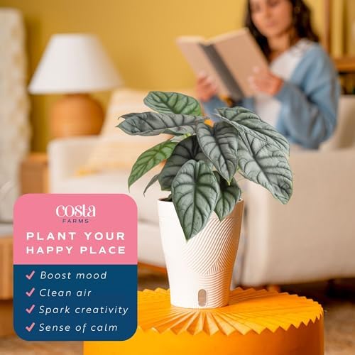 Costa Farms Alocasia, Live Indoor Plant, Easy Care, Home Decor - Image 5