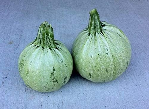 Summer Squash Seeds - 'Round Zucchini' Unusual!!! TASTY!!!!!!!!!(500 - Seeds) - Image 5