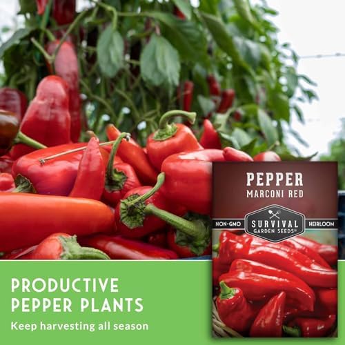 Marconi Red Pepper Seeds for Planting - 2 Packs - Image 6