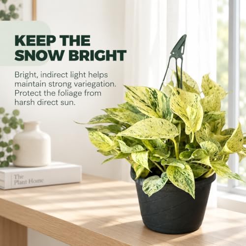 Snow Queen Pothos Starter Live Plant - Variegated Indoor Vine - Image 5