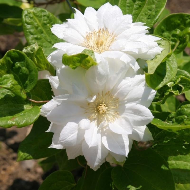 Double White Clematis Vine Plant, Clematis Vine Plants Live in 2.5 Inch Pot - Image 4