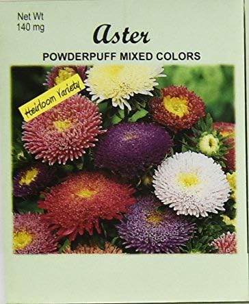 Set of 100 Aster Powderpuff Flower Seed Packets! Flower Seeds in Bulk (100, Aster Powderpuff) by BlackDuckBrand