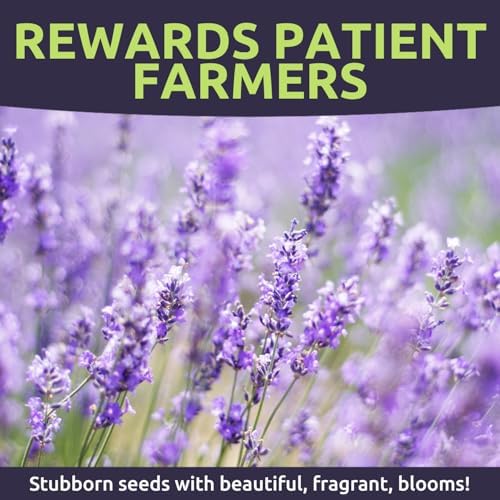 Lavender - Large 1/4 Ounce Packet - 7,000 Flower Seeds for Planting - Lavandula angustifolia - Image 4