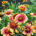 Outsidepride Gaillardia Pulchella Red Indian Blanket Seeds for Planting - 5000 Pcs Annual Flower Seeds, Heat & Drought Tolerant for Xeriscaping, Borders, & Small Garden Spaces by Outsidepride