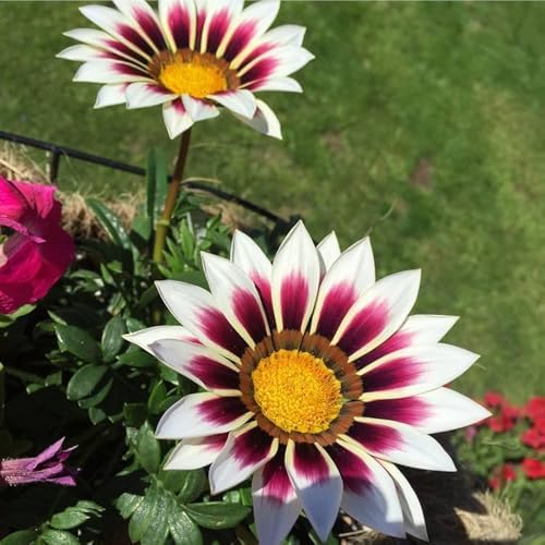 300 Perennial Mix Gazania Seeds Heat-Perennial Ground Cover Seeds-Drought Tolerant Garden Wild Flowers Seed for Gardens Outdoor - Image 6