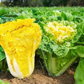 Napa Cabbage Seeds for Planting, 100+ Non-GMO Organic Michihili Cabbage Seeds, Heirloom Napa Cabbage Seeds, High Germination Rate, for Home Garden Outdoor, Easy to Grow for Beginner Gardeners by WivolibeSeeds