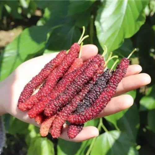 Pakistan Mulberry Tree Live Plant, 5-8" Mulberry Starter Plant - Image 2