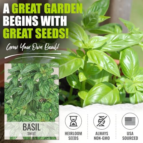 Seed Needs Sweet Basil Seeds to Plant Non-GMO Heirloom Genovese XL Pack - Image 2