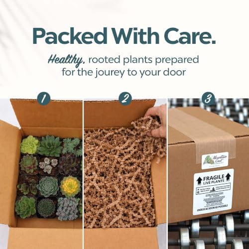 Mountain Crest Gardens Hardy Succulents Plants Live | 20-Pack Frost-Tolerant Succulent Plants Variety Pack | Live Succulents Plants in 2 Inch Pots | Plants Live for Rock Garden, Landscaping & DIY - Image 3