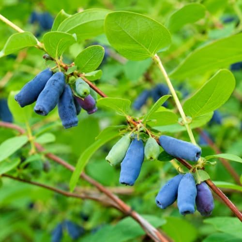 Indigo Treat Honeyberry (Haskap) Shrub - 6-12" Tall Live Plant - Image 4
