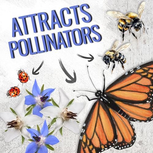 Seed Needs Borage Seeds Variety Pack of 2 - Non-GMO & Heirloom Herb Garden - Image 7