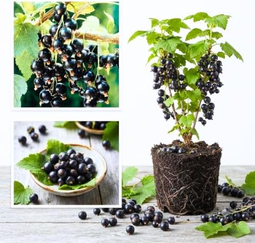 Consort Black Currant Plant Live, Hardy Edible Landscape Shrub 1 Year Old by AVERAR