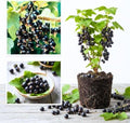 Consort Black Currant Plant Live, Hardy Edible Landscape Shrub 1 Year Old by AVERAR