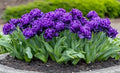 Negrita Double Tulip Bulbs for Planting - Vibrant Purple Flowers, Top Size Bulbs, Perennial Flowers (20 Bulbs) by CZGrain