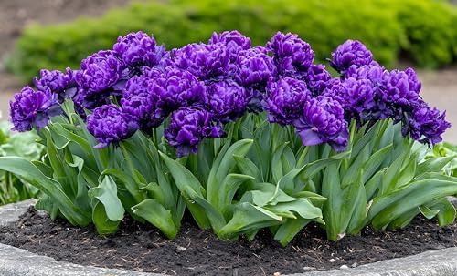 Negrita Double Tulip Bulbs for Planting - Vibrant Purple Flowers, Top Size Bulbs, Perennial Flowers (20 Bulbs) by CZGrain