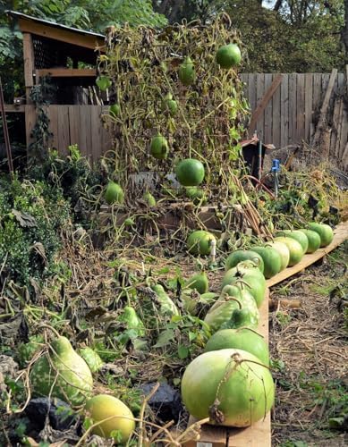 Bushel Gourd Seeds - 20+ Count - for 2026 Planting Hard-Shelled Ornamental Gourds Lagenaria Siceria Basketball Basket Bowl Carving African Squash Grow Your Own Home Farm Patio Healthy - Image 4