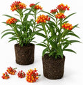 2 Red Milkweed Plants Live, Garden Flower Plant, 4-7 Inch Tall by Unknown
