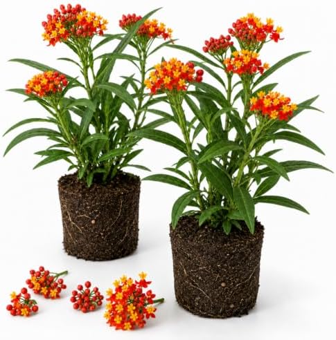 2 Red Milkweed Plants Live, Garden Flower Plant, 4-7 Inch Tall by Unknown
