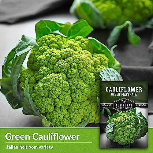 Green Macerata Cauliflower Seeds for Planting, 3 Packs - Image 3