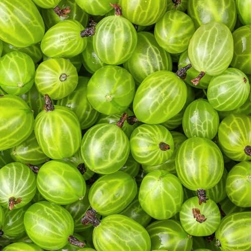 Sweet Gooseberry Plant Live, Gooseberry Bush, 4-6 Inch Tall - Image 4