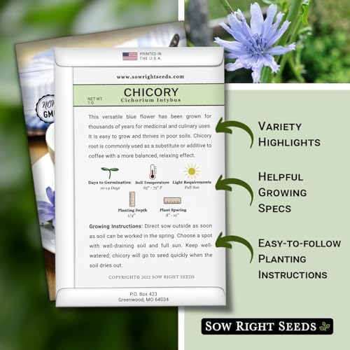 Sow Right Seeds - Chicory Seed for Planting Perennial Wildflower Garden 3pk - Image 2