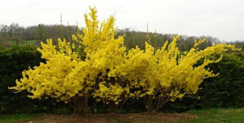 Four Pack of Lynwood Gold Forsythia Bushes - Yellow Flowering Shrub - Live Plants Shipped 2 Feet Tall by DAS Farms by DASFarms