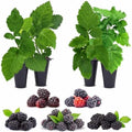 Blackberry Plant Collection (4 Pack) Live Fruit Plants for Planting | 4 Different Varieties for a Continuous Harvest | Thornless & Thorny Mix| Large, Sweet & Juicy Berries |Perfect for Organic Gardens by FamPlants