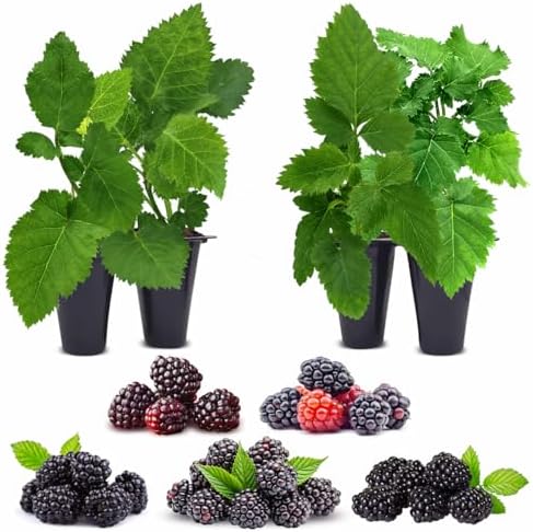 Blackberry Plant Collection (4 Pack) Live Fruit Plants for Planting | 4 Different Varieties for a Continuous Harvest | Thornless & Thorny Mix| Large, Sweet & Juicy Berries |Perfect for Organic Gardens by FamPlants