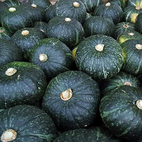 Puerto Rican Pumpkin/Calabaza ( 25 Seeds) - Open pollinated, heirloom - Image 5