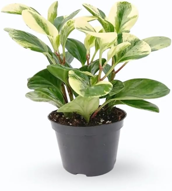 Variety of Peperomia Live Plant for Houseplant Tropical Shurb 4" Pot (Variegated Peperomia Plant) - Image 7