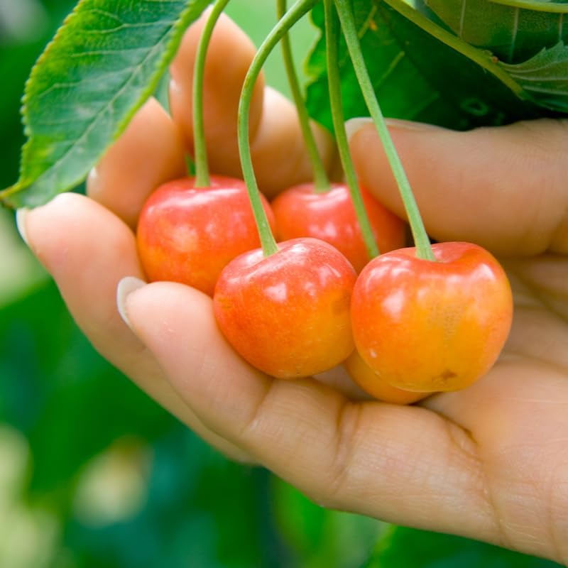 Random Sweet Cherry Tree Live Plant, Cold Hardy Cherry Tree, 1.5-2.5 Ft - Image 5
