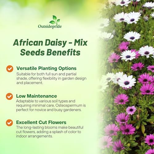 Outsidepride Osteospermum African Daisy Seed Mix - 100 Pcs. Perennial Flower Seeds for Planting Outdoors with Long-Lasting Blooms, Drought-Tolerant, Easy to Grow for Sunny Gardens & Borders - Image 3