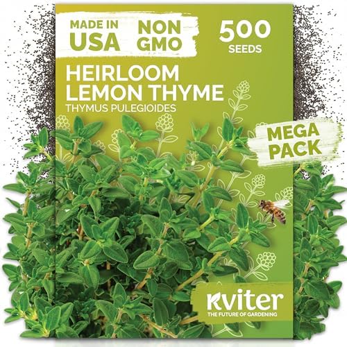 500 Lemon Thyme Heirloom Herb Seeds for Planting, Thymus Pulegioides by KVITER