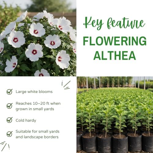 White Red Rose of Sharon Plant Live, Summer Bloom Shrub, 2-6 Inch Tall - Image 2